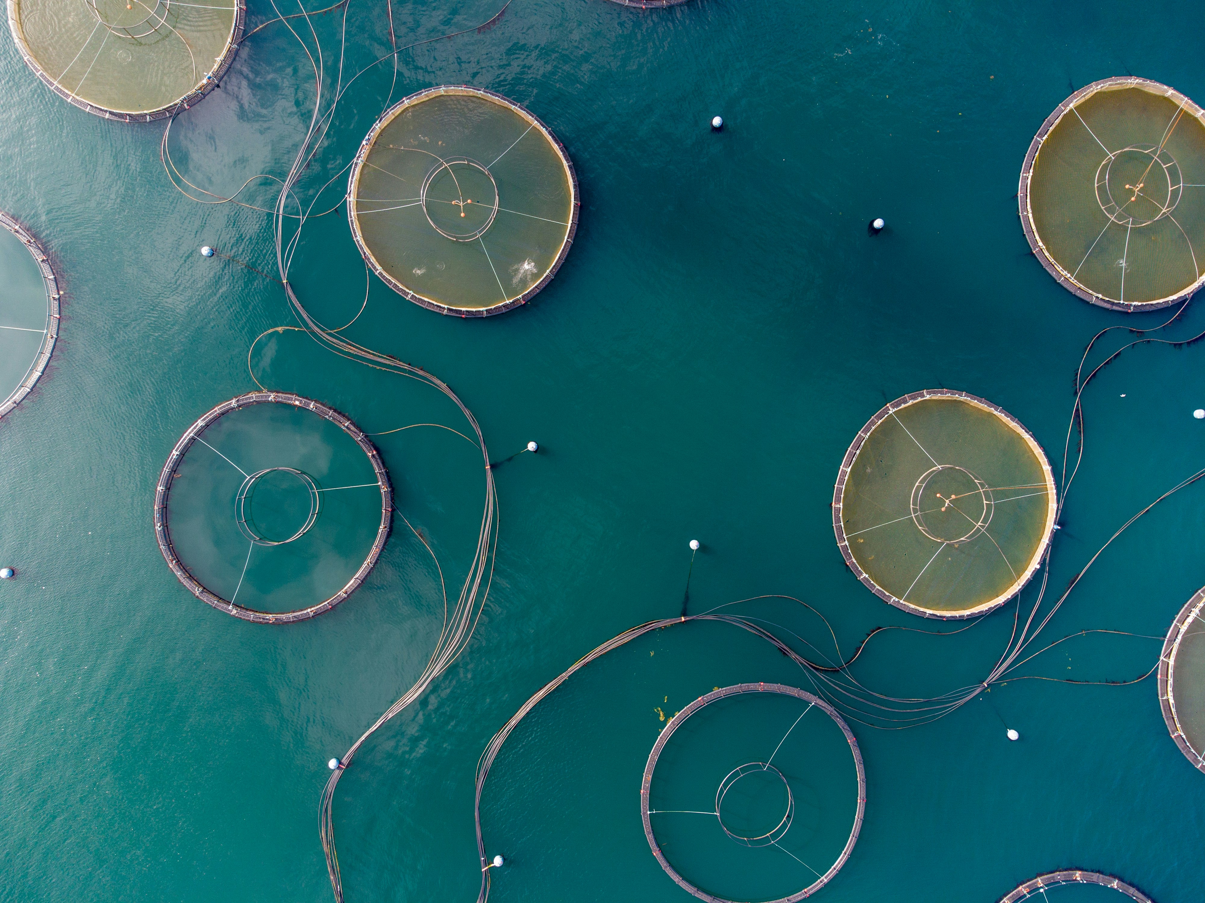 Aquaculture